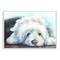Stupell Industries Fluffy Old English Sheepdog Puppy Resting Wood Wall Plaque